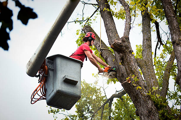 How Our Tree Care Process Works  in  Barrington, NJ